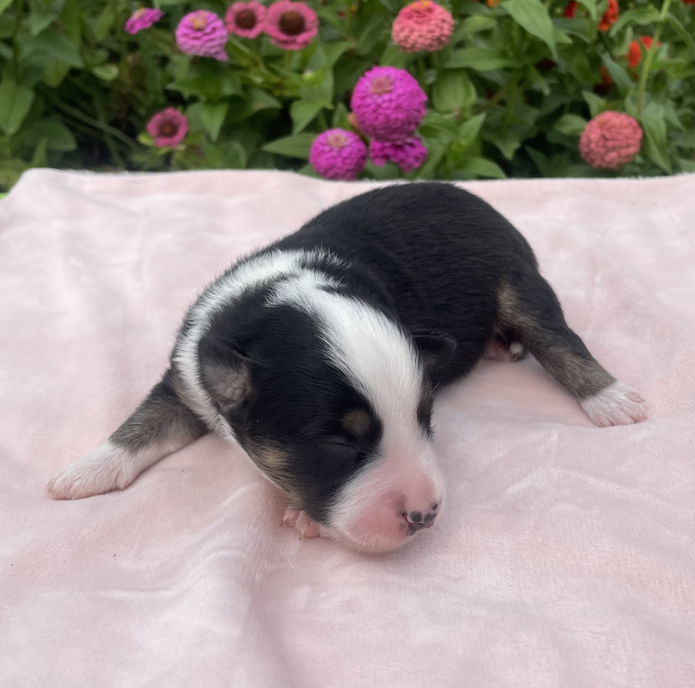 koto no tora - Chiots disponibles - Berger Américain Miniature 