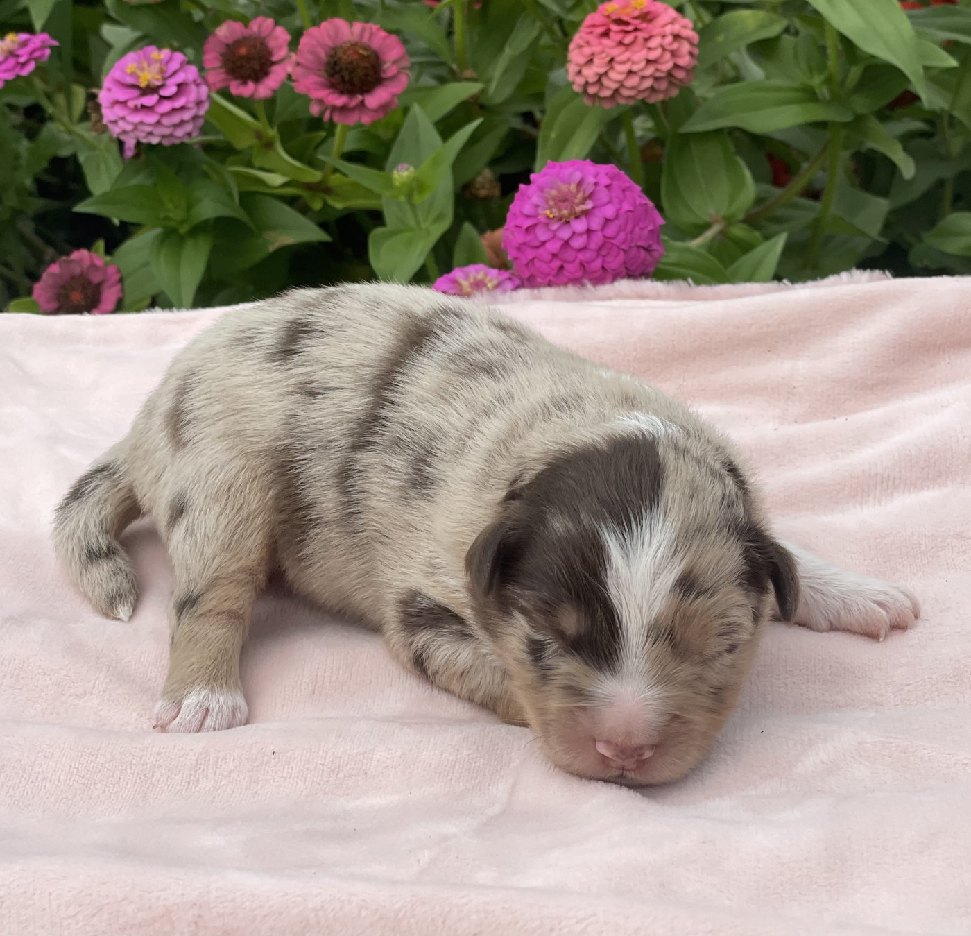 koto no tora - Chiots disponibles - Berger Américain Miniature 