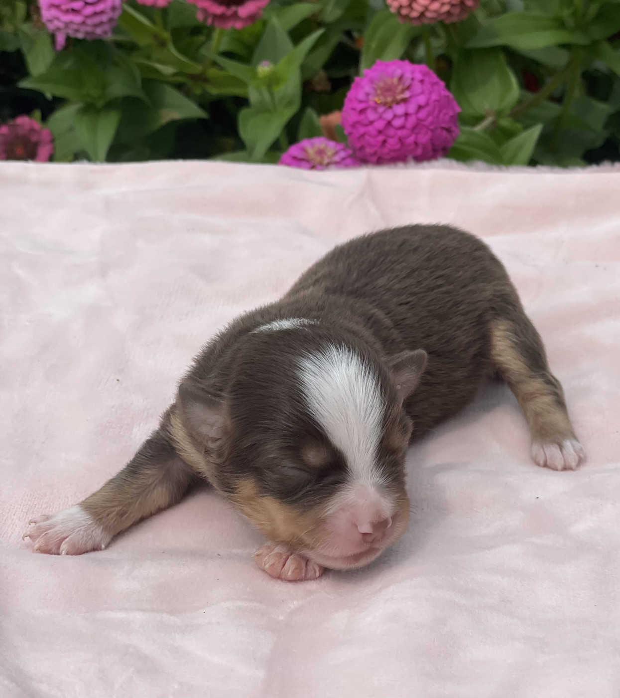 koto no tora - Chiots disponibles - Berger Américain Miniature 
