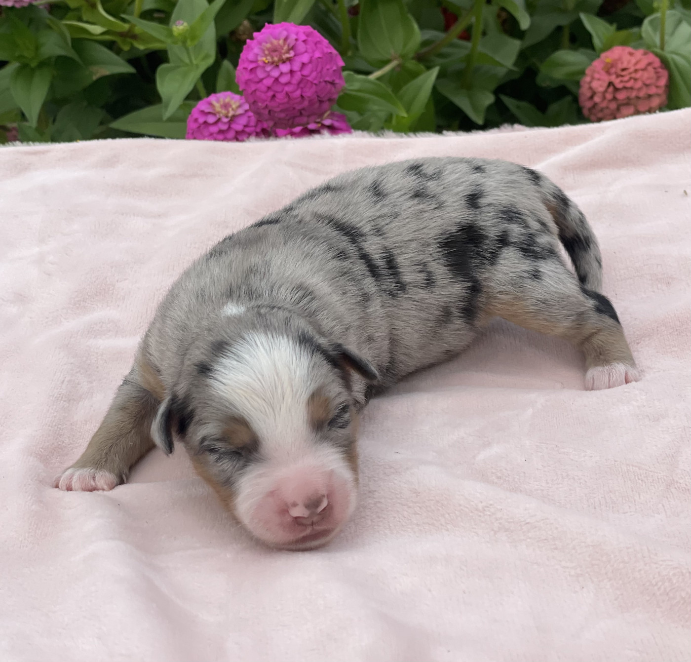 koto no tora - Chiots disponibles - Berger Américain Miniature 
