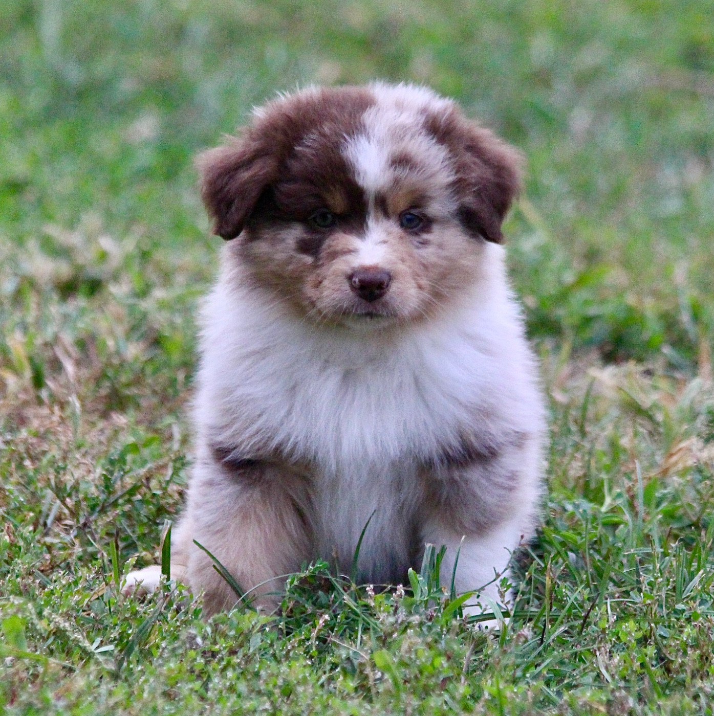 koto no tora - Chiots disponibles - Berger Américain Miniature 