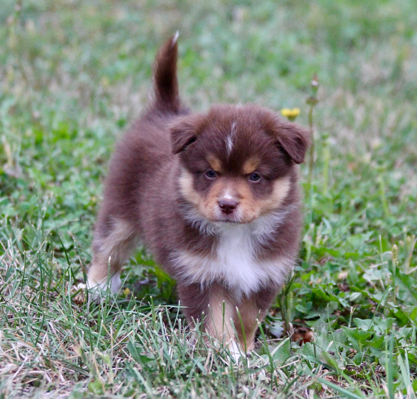 koto no tora - Chiots disponibles - Berger Américain Miniature 