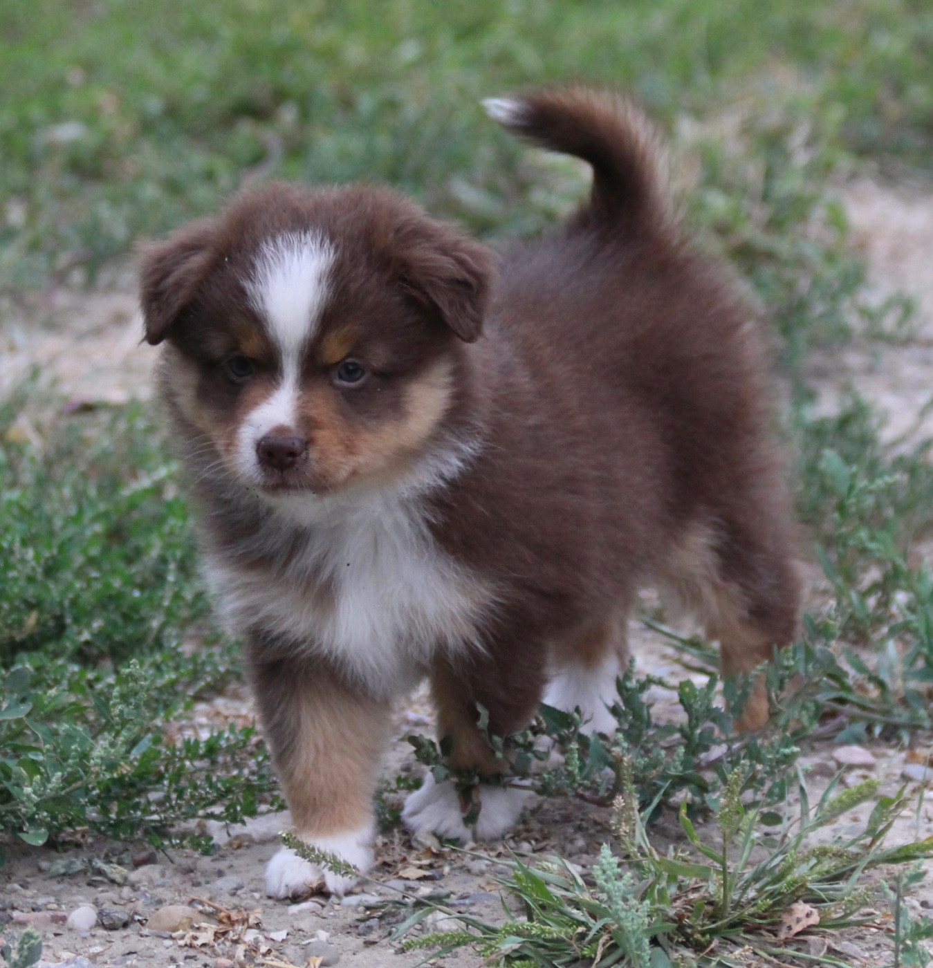 koto no tora - Chiots disponibles - Berger Américain Miniature 