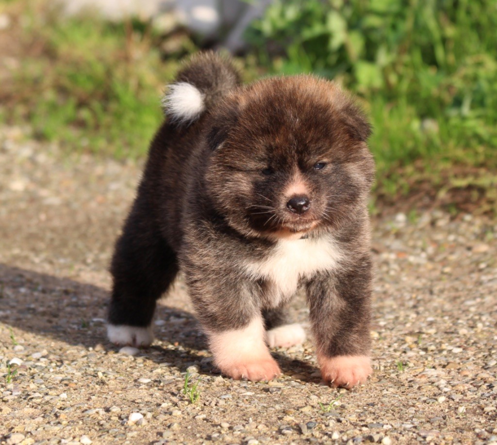 koto no tora - Chiots disponibles - Akita