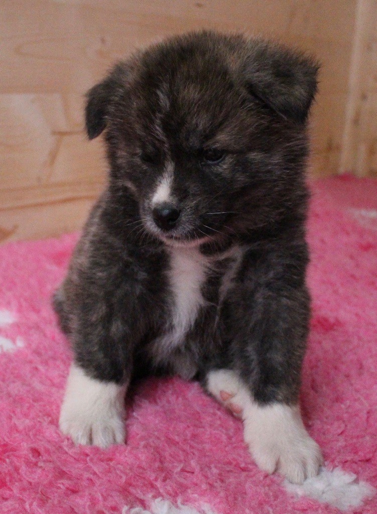 koto no tora - Chiots disponibles - Akita